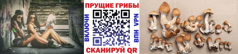 Купить  Краснокаменск  Галлюциногенные грибы GOLDEN TEACHER 